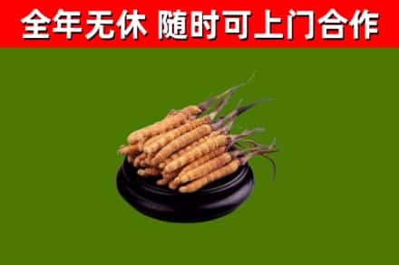 宽甸烟酒回收冬虫夏草.jpg
