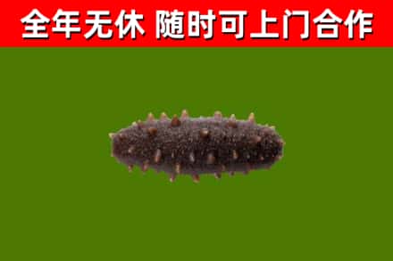 宽甸烟酒回收干海参.jpg